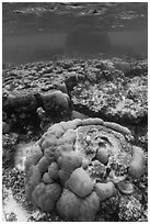 Underwater view of coral reef in Ofu Lagoon. National Park of American Samoa ( black and white)