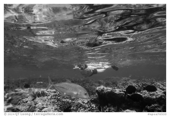 Woman snorkeling in Ofu Lagoon. National Park of American Samoa (black and white)