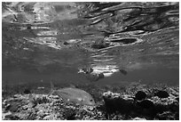 Woman snorkeling in Ofu Lagoon. National Park of American Samoa ( black and white)