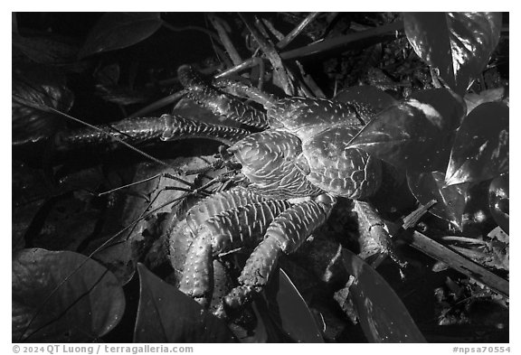 Coconut Crab at night, Ofu Island. National Park of American Samoa (black and white)