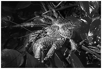 Coconut Crab at night, Ofu Island. National Park of American Samoa ( black and white)