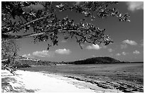 Tropical Almond (Terminalia catappa), beach on Hawksnest Bay. Virgin Islands National Park ( black and white)
