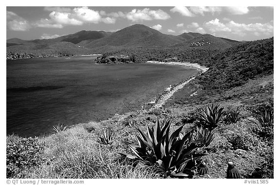 Agaves on Ram Head. Virgin Islands National Park (black and white)