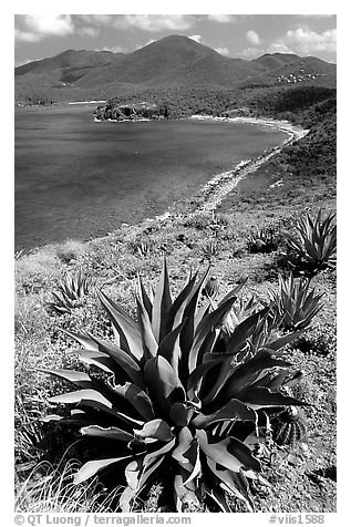 Agave on Ram Head. Virgin Islands National Park (black and white)