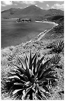 Agave on Ram Head. Virgin Islands National Park ( black and white)