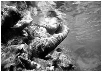 Coral and water surface. Virgin Islands National Park, US Virgin Islands. (black and white)