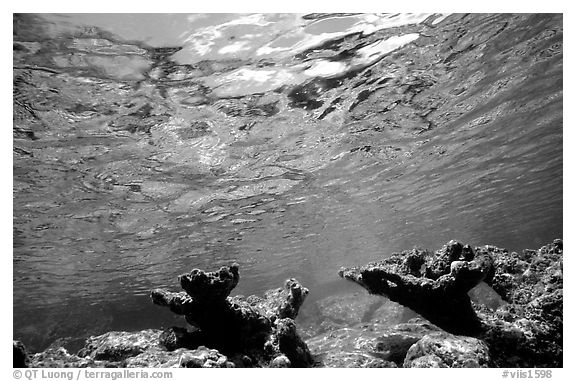 Elkhorn coral. Virgin Islands National Park (black and white)