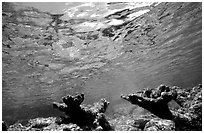 Elkhorn coral. Virgin Islands National Park, US Virgin Islands. (black and white)