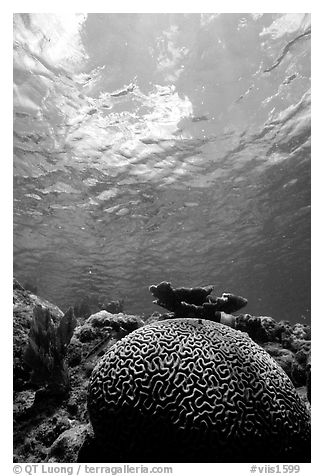 Brain coral. Virgin Islands National Park (black and white)
