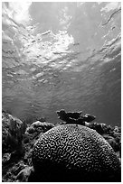 Brain coral. Virgin Islands National Park, US Virgin Islands. (black and white)