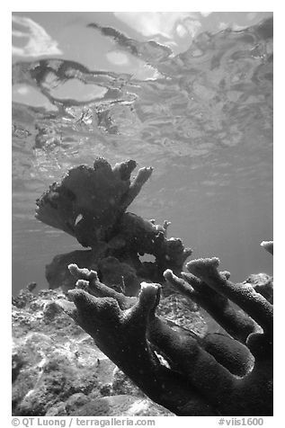 Elkhorn coral underwater. Virgin Islands National Park (black and white)