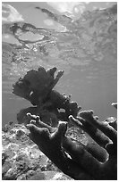 Elkhorn coral underwater. Virgin Islands National Park, US Virgin Islands. (black and white)