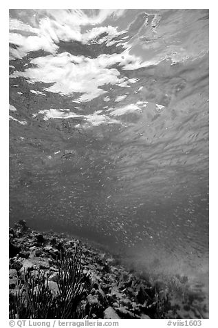 Water surface and fish over reef. Virgin Islands National Park (black and white)