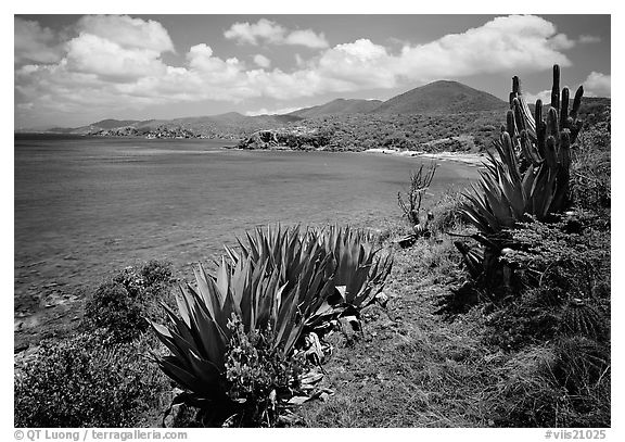 Agave and tropical turquoise waters on Ram Head. Virgin Islands National Park (black and white)