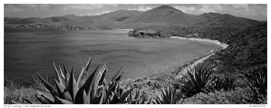Agave plants growing on drier part of island. Virgin Islands National Park (black and white)
