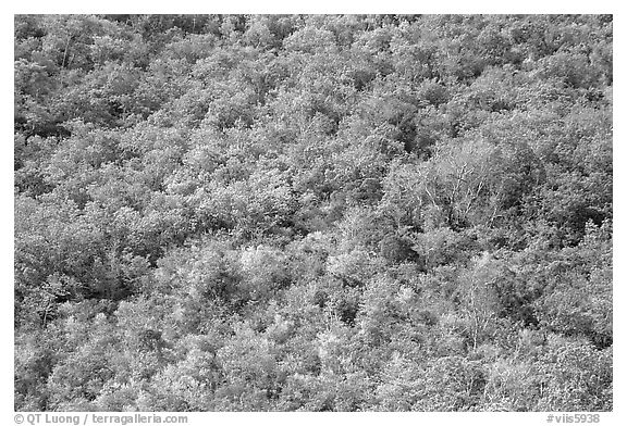 Tropical forest. Virgin Islands National Park (black and white)