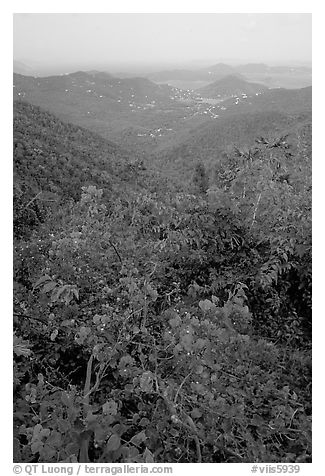 Bougainvillea flowers and view from ridge. Virgin Islands National Park (black and white)