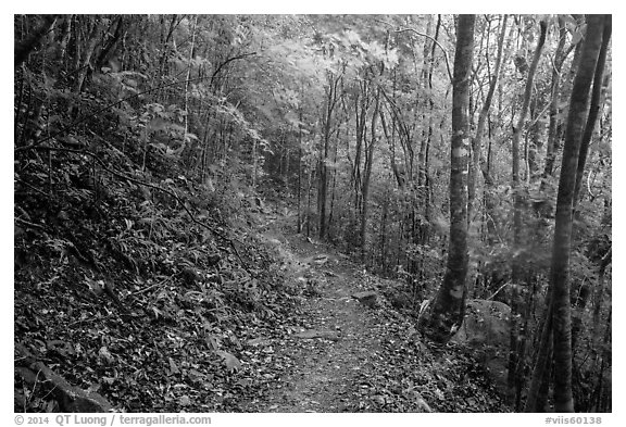 Reef Bay trail. Virgin Islands National Park (black and white)