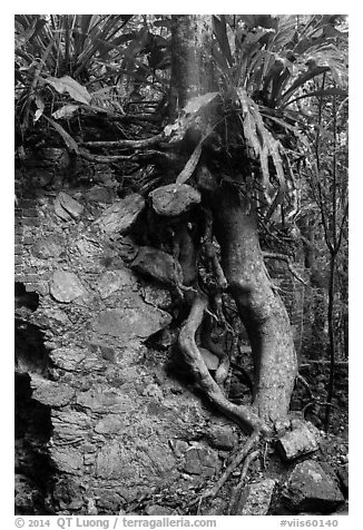 Tree growing on ruined wall, Josie Gut Sugar Estate. Virgin Islands National Park (black and white)