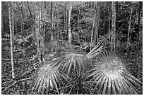 Undergrowth, moist sub-tropical forest. Virgin Islands National Park ( black and white)