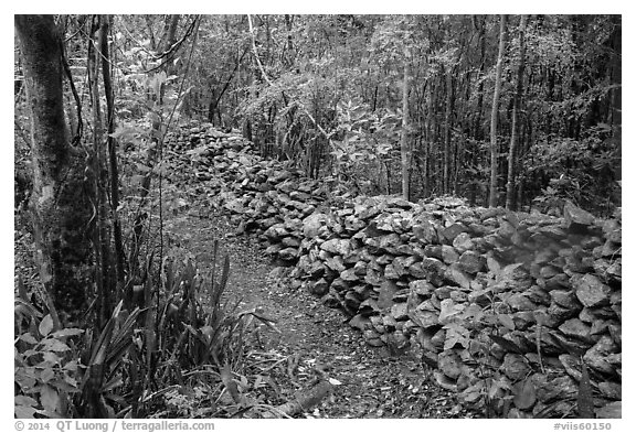 Trail bordered by rock wall. Virgin Islands National Park (black and white)