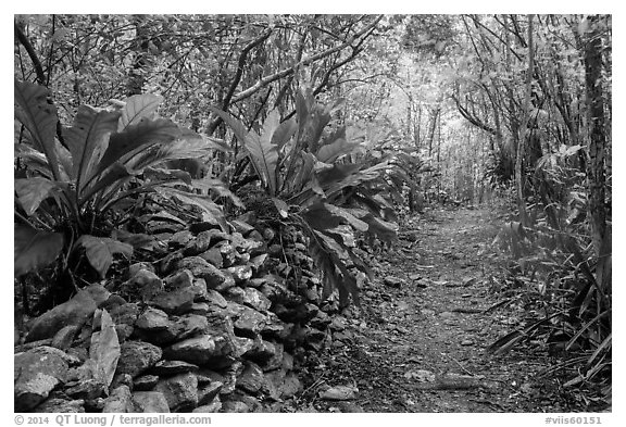 Trail and overgrown rock wall. Virgin Islands National Park (black and white)