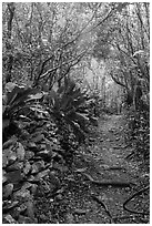 Trail and plants growing on rock wall. Virgin Islands National Park ( black and white)