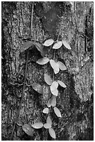 Close-up of leaves and trunk. Virgin Islands National Park ( black and white)