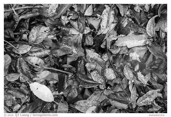 Ground close-up of fallen leaves. Virgin Islands National Park (black and white)