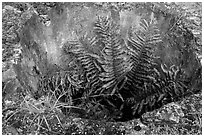 Fern growing in well, Reef Bay sugar factory. Virgin Islands National Park ( black and white)
