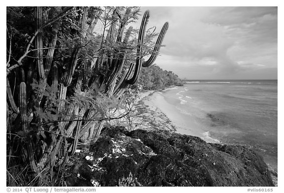 Cactus and Reef Bay. Virgin Islands National Park (black and white)