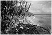 Cactus and Reef Bay. Virgin Islands National Park ( black and white)