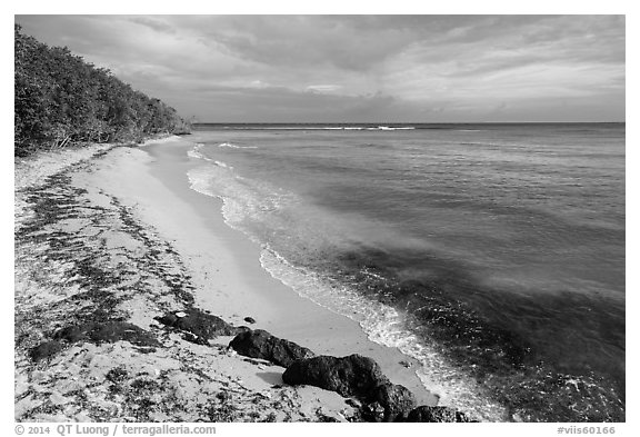 Beach and Genti Bay. Virgin Islands National Park (black and white)