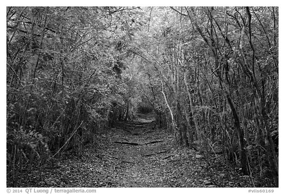 Trail in dry tropical forest. Virgin Islands National Park (black and white)