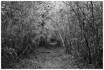 Trail in dry tropical forest. Virgin Islands National Park ( black and white)