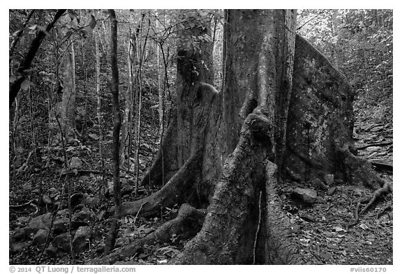 Kapok tree. Virgin Islands National Park (black and white)