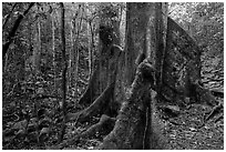 Kapok tree. Virgin Islands National Park ( black and white)