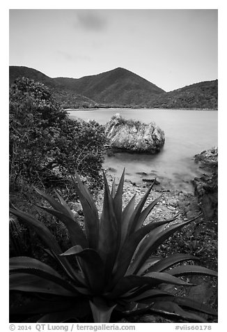 Agave, rock, Great Lameshur Bay. Virgin Islands National Park (black and white)