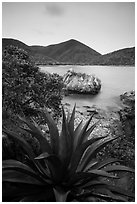 Agave, rock, Great Lameshur Bay. Virgin Islands National Park ( black and white)