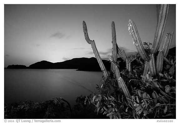 Cactus from Yawzi Point at sunset. Virgin Islands National Park (black and white)