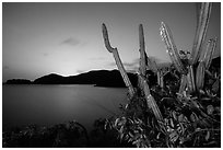 Cactus from Yawzi Point at sunset. Virgin Islands National Park ( black and white)