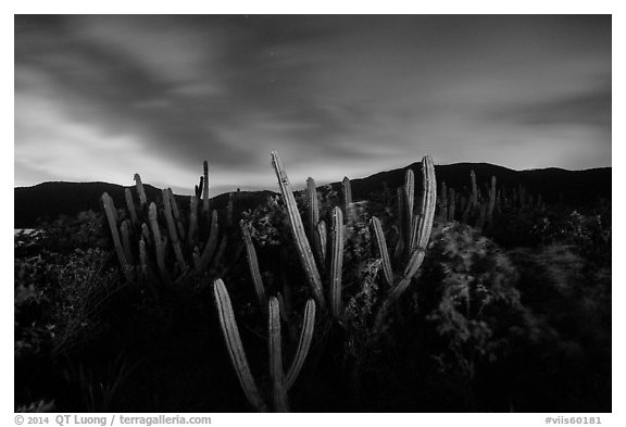 Cactus from Yawzi Point at night. Virgin Islands National Park (black and white)