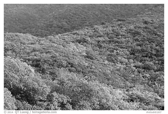 Forested hillside. Virgin Islands National Park (black and white)