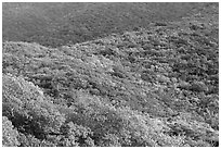 Forested hillside. Virgin Islands National Park ( black and white)