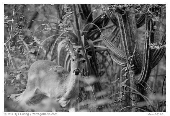 Deer and cactus, Yawzi Point. Virgin Islands National Park (black and white)