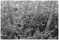 Cactus and flowers, Yawzi Point. Virgin Islands National Park ( black and white)