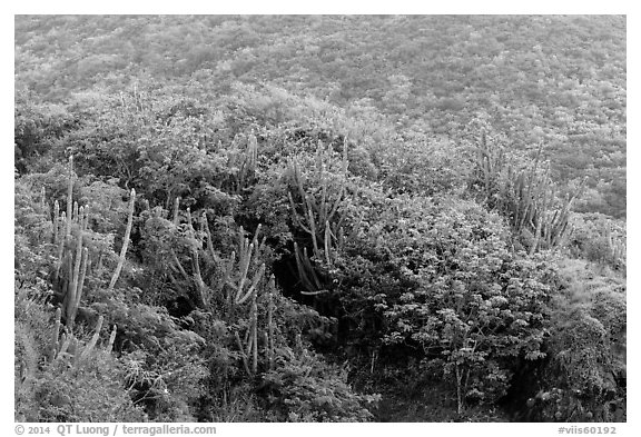 Cactus and green hillside, Yawzi Point. Virgin Islands National Park (black and white)