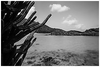 Cactus and Trunk Cay, Trunk Bay. Virgin Islands National Park ( black and white)