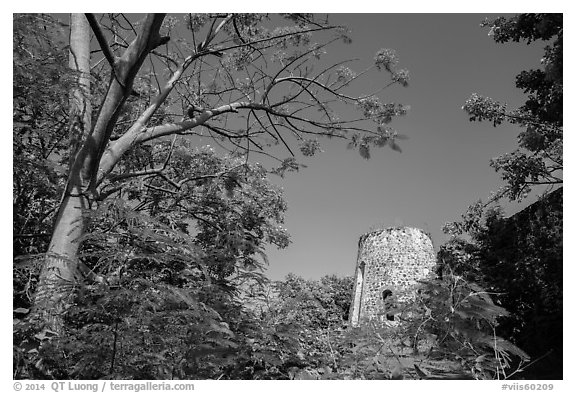 Tower framed by Royal Poinciana tree, Annaberg Sugar Mill ruins. Virgin Islands National Park (black and white)