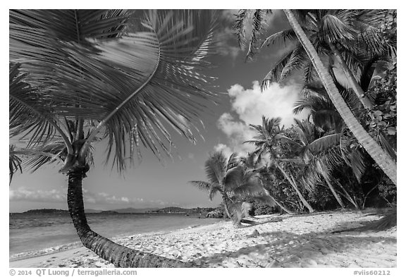 Palm trees on Salomon Beach. Virgin Islands National Park (black and white)
